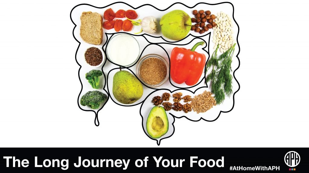 an outline drawing of the intestines with food items set within the boundaries. test reads 