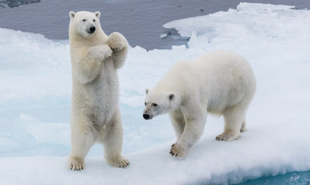two polar bears in the snow
